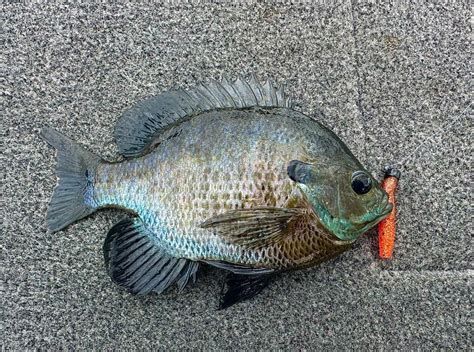 How To Fish a Micro NED RIG for Big Bluegill & Bass (UltraLight).